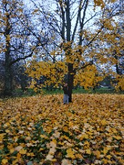 Laura🐾🐚🌸's avatar