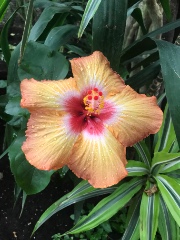 ⭐️Soso⭐️'s avatar