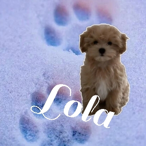 Lola🐶💯's avatar