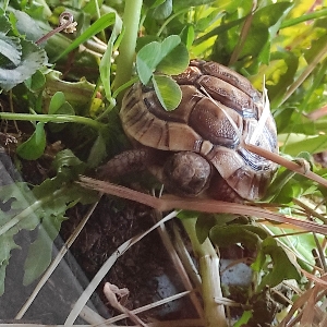 *• Fauve •*'s avatar