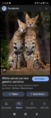 ServalenClan's avatar