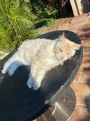 Liv 🐴🫶🏻's avatar