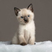 chaîne une jeu par jour's avatar