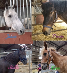Les Chevaux et moi ❀'s avatar