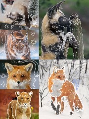 Coeur d'argent 's avatar