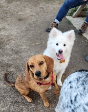 Les Amis des animaux 🐶's avatar