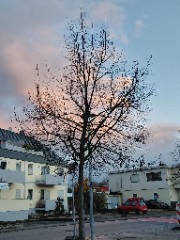 TabeasLeben's avatar