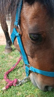 ♡une_ponette_bai♡'s avatar