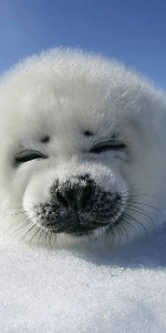 (^ ̥_  ̯ _ ̥^)'s avatar