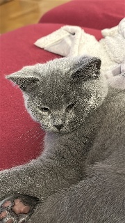 Leonie/ mochi's avatar