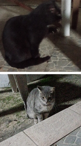 Nerino&Sara's avatar