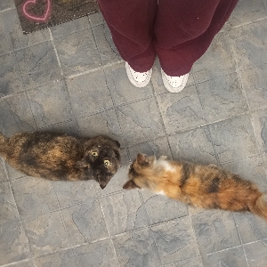 𝐌𝐚𝐭𝐢 🤍🌹's avatar