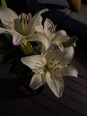 🎐|| 𝑳.𝐲𝐬 ⋆'s avatar