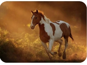 ~🐎🤸‍♀️🫶's avatar