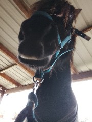 Loriannah 🐴🫦's avatar