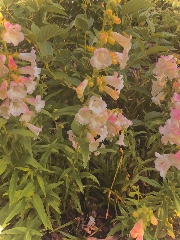 @l!fe w t!ll$'s avatar