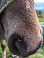 Charlotte 🐎🪶's avatar