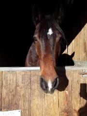 🌸Le Cheval De Ma Vie🌸's avatar