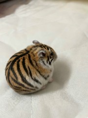 DoodlesCookie's avatar