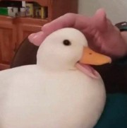 Quack✨️'s avatar