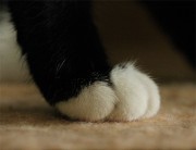 Efeukralle 🐈‍⬛'s avatar